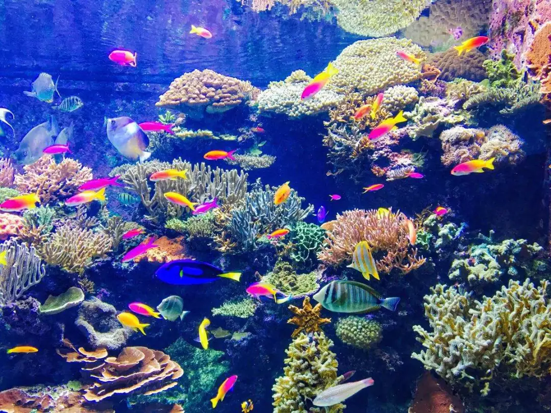 海水魚(yú)缸養(yǎng)殖，鹽度不能忽視